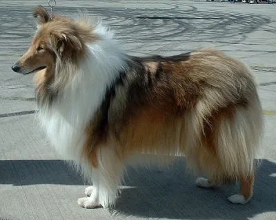 Scotch collie