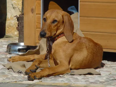 Segugio Italiano a Pelo Raso