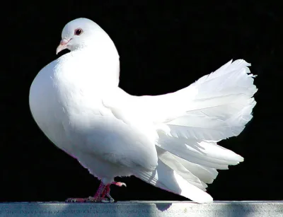 Seldschuk pigeon