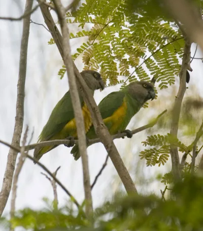 Senegal parrot