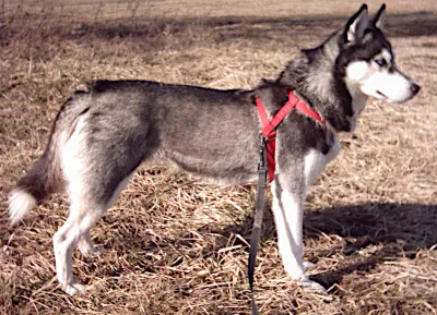Seppala Siberian Sleddog