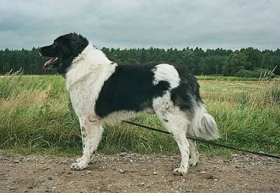 Serbian sheep dog