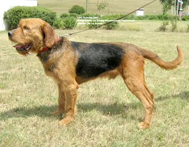 Serbian Yellow Hound