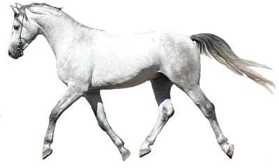 Shagya Arabian