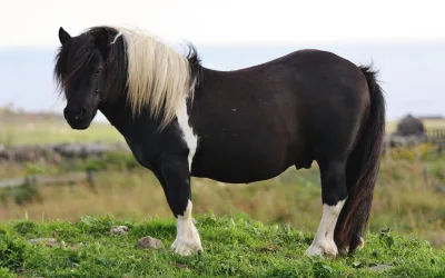 Shetland pony