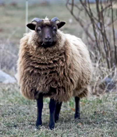Shetland sheep