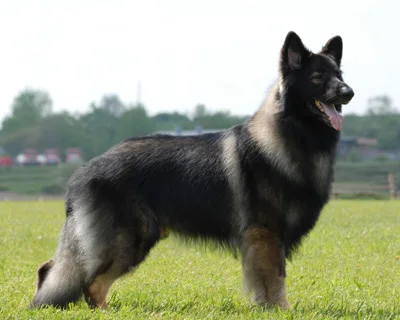 Shiloh Shepherd