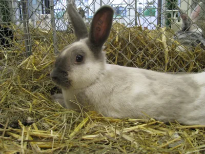 Siamese Sable rabbit