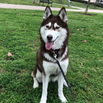 Siberian Husky