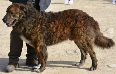 Sicilian Sheepdog