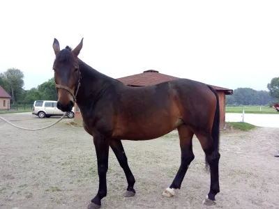 Silesian horse