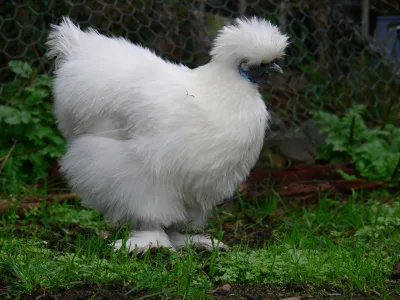 Silkie
