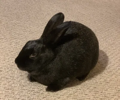 Silver Fox rabbit