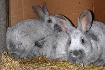 Silver rabbit