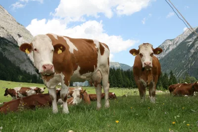 Simmental cattle
