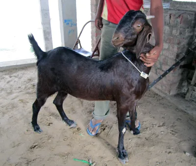 Sirohi goat