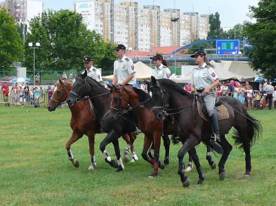 Slovak Warmblood