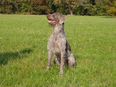 Slovakian Rough-haired Pointer