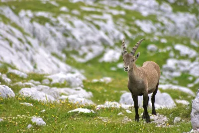 Slovenian Alpine goat