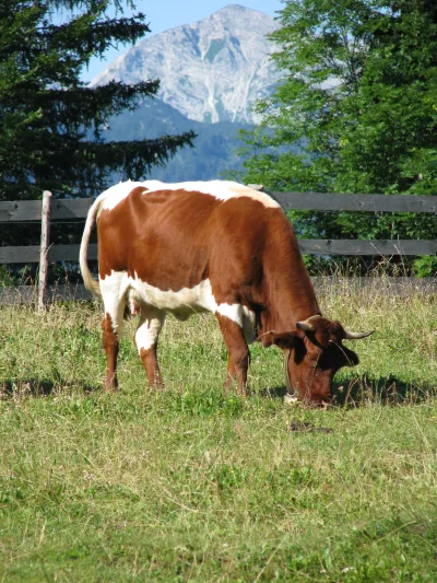 Slovenian Cika Cattle