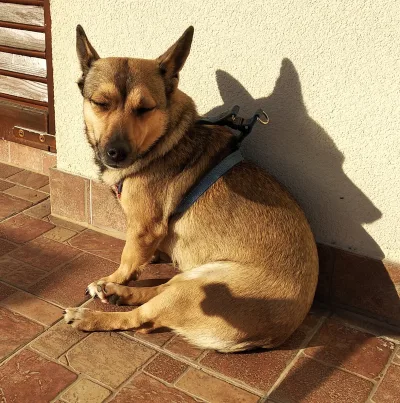 Small Međimurje Dog