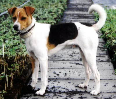 Smooth Fox Terrier