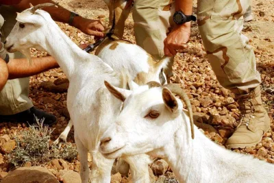 Somali goat