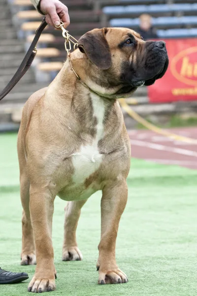 South African Mastiff