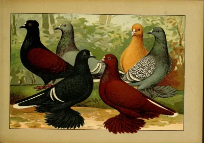 South German White Tail