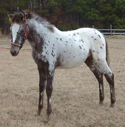 Spanish Jennet Horse