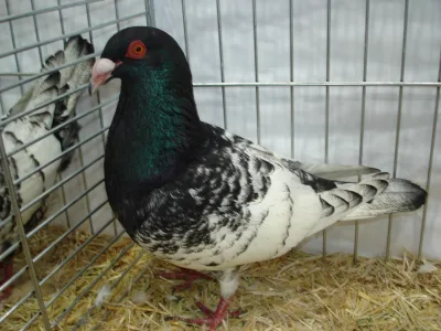 Spanish Pigeon