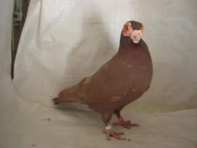 Spanish Strawberry Eye