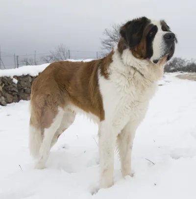 St. Bernard