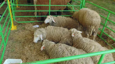 Stara Planina Tsigai