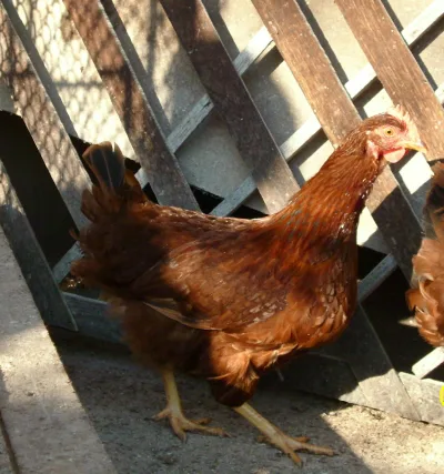 Starozagorska red chicken