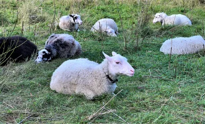 Svärdsjö sheep