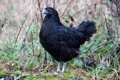 Swedish Black Chicken
