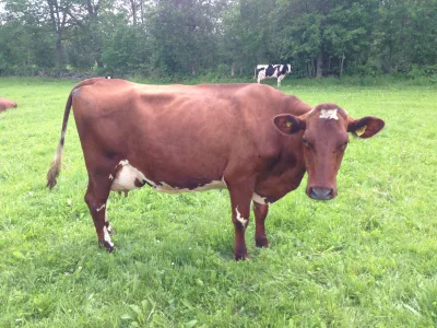 Swedish Red-and-White