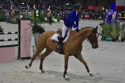 Swiss Warmblood