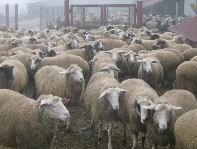 Synthetic Population Bulgarian Milky Sheep
