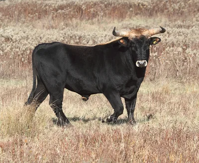 Taurus cattle