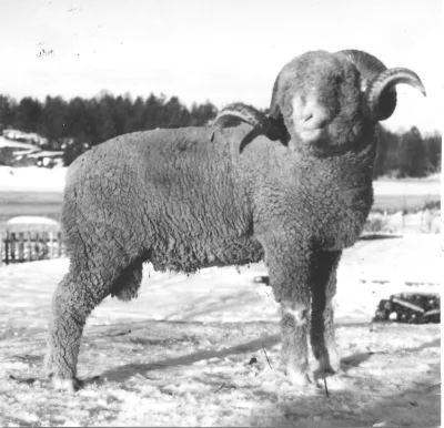 Tautersheep