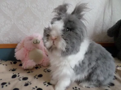 Teddyzwerg