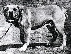 Terceira Mastiff