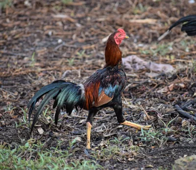 Thai Game fowl