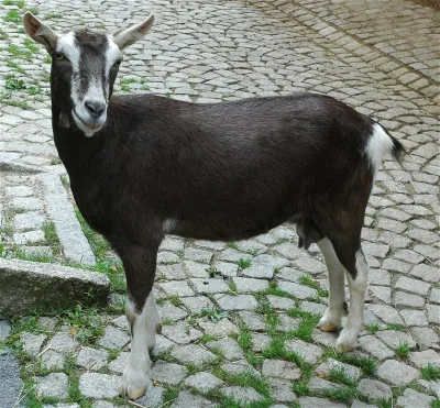 Thuringian Goat