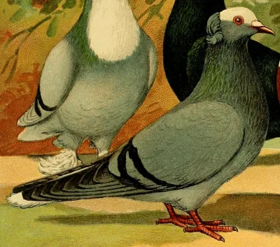 Thuringian Mauser Pigeon