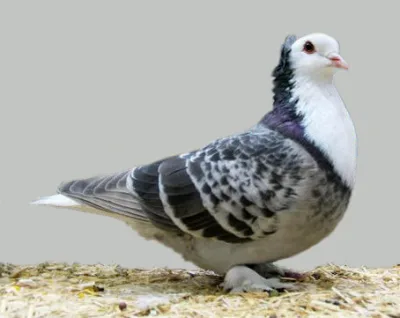 Thuringian White Bib