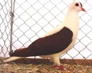 Thuringian Wing Pigeon
