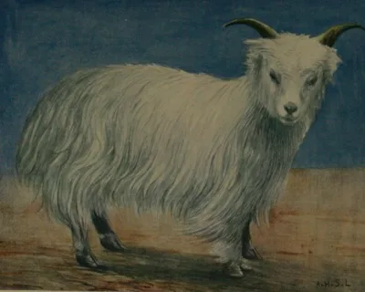 Tibetan goat